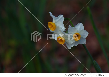 Blossoming dignifiedly in the cold winter 135510278