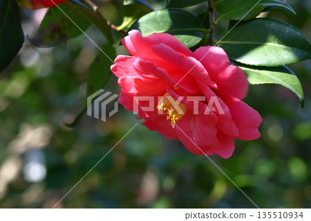 象徵和諧的開花樹木 象徵和諧的開花樹木 135510934