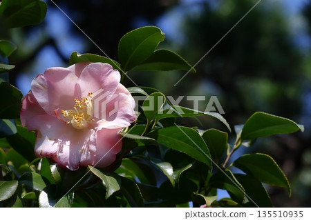 象徵和諧的開花樹木 象徵和諧的開花樹木 135510935