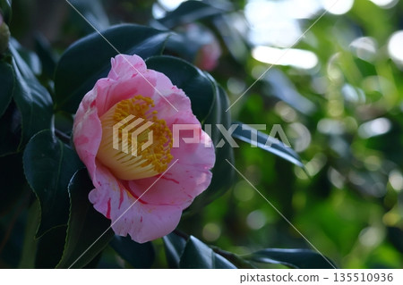 象徵和諧的開花樹木 象徵和諧的開花樹木 135510936