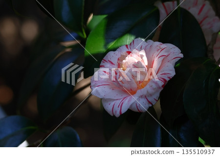 象徵和諧的開花樹木 象徵和諧的開花樹木 135510937