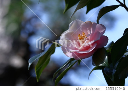 象徵和諧的開花樹木 象徵和諧的開花樹木 135510940