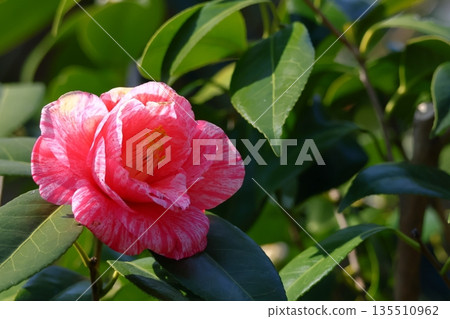 Flowering trees that symbolize harmony 135510962