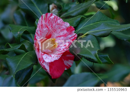 Flowering trees that symbolize harmony 135510963