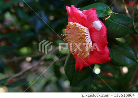 Flowering trees that symbolize harmony 135510964