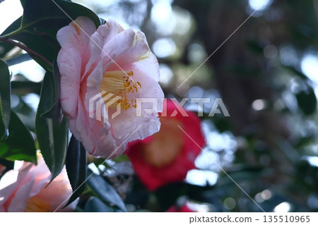 象徵和諧的開花樹木 象徵和諧的開花樹木 135510965
