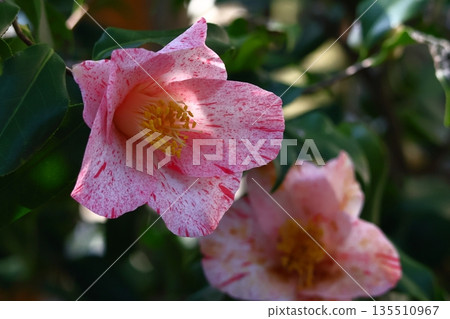 象徵和諧的開花樹木 135510967