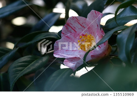 象徵和諧的開花樹木 象徵和諧的開花樹木 135510969