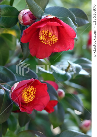 象徵和諧的開花樹木 象徵和諧的開花樹木 135510970