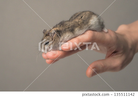 Close up a pretty small animal is in a person's hand. 135511142