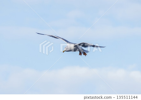 A silver gull in flight. 135511144