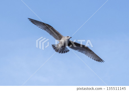 The flight of a two seagull in the blue sky. 135511145