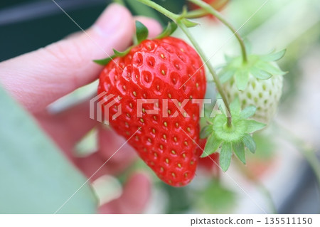 The moment of harvest: Close-up of ripe strawberries being picked by hand 135511150