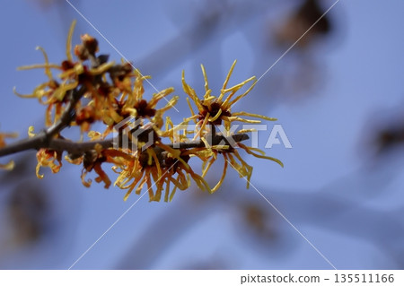 春天首先開花的花 春天首先開花的花 135511166