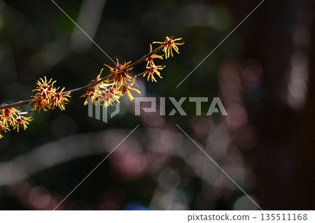 Flower that blooms first in spring 135511168