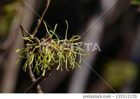 Flower that blooms first in spring 135511170