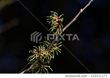 Flower that blooms first in spring 135511171