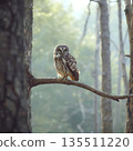 Owl on Tree Branch 135511220