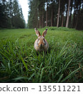 Rabbit in Green Meadow 135511221
