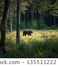 Brown Bear in Forest Clearing 135511222