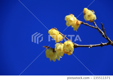 Blooms with a sweet fragrance 135511371
