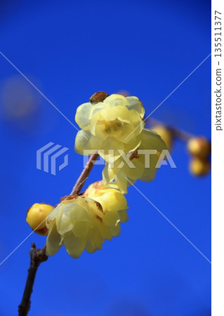 Blooms with a sweet fragrance 135511377