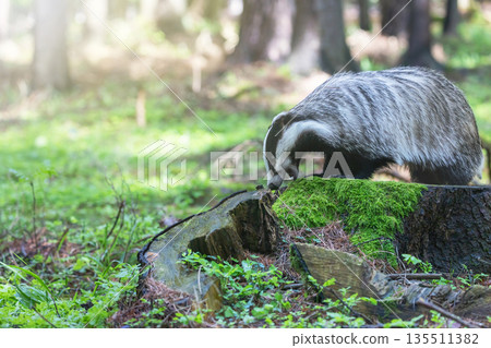 European badger is exploring an old tree stump 135511382
