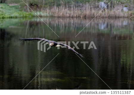 Portrait of osprey in wildlife. 135511387