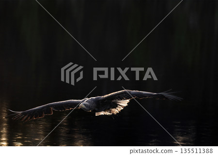 Sea eagle is flying low over a lake illuminated by the dark shade of the rays of the sun Sea eagle is flying low over a lake illuminated by the dark shade of the rays of the sun 135511388