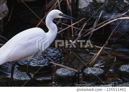 一張野生鳥類照片，一隻小白鷺在淺水中行走。 135511401