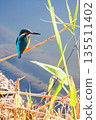 一張翠鳥棲息在蘆葦枝上的野生鳥類照片 135511402