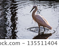 一張野生鳥類照片，一隻小白鷺站在水面上，水面泛起漣漪。 135511404