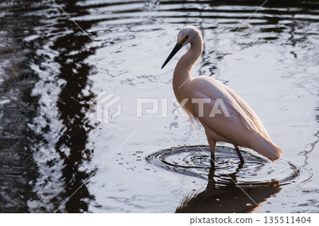 一張野生鳥類照片,一隻小白鷺站在水面上,水面泛起漣漪。 一張野生鳥類照片,一隻小白鷺站在水面上,水面泛起漣漪。 135511404