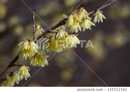 Blooms with a sweet fragrance 135511592