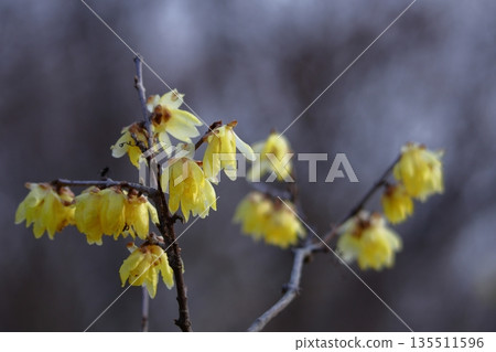 Blooms with a sweet fragrance 135511596
