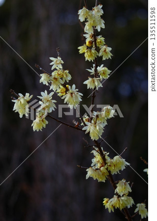 Blooms with a sweet fragrance 135511598