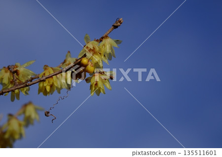 散發著甜美香氣的花朵 135511601