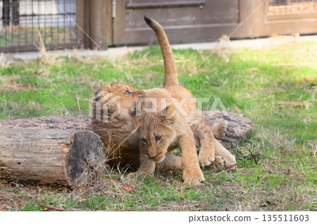 Playful Lion Brothers Playful Lion Brothers 135511603