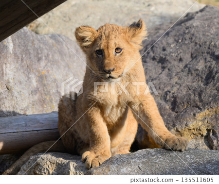 Lion cub sitting on a rock Lion cub sitting on a rock 135511605
