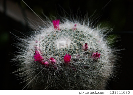 Mammillaria cactus 2 Mammillaria cactus 2 135511680