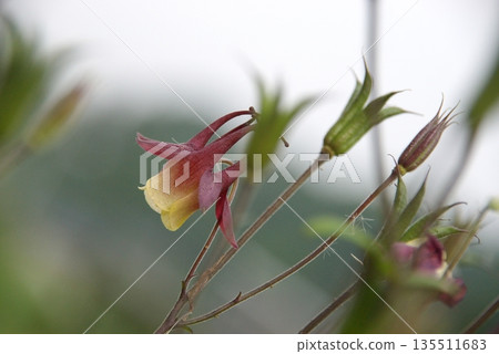 The flower of the mountain columbine is slightly bowed. 2 135511683