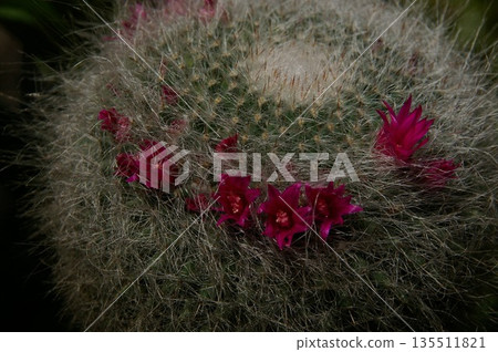Cactus Mammiliaria 4 Cactus Mammiliaria 4 135511821