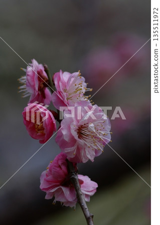 It bears the cold and blooms elegantly It bears the cold and blooms elegantly 135511972