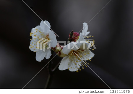 It bears the cold and blooms elegantly It bears the cold and blooms elegantly 135511976