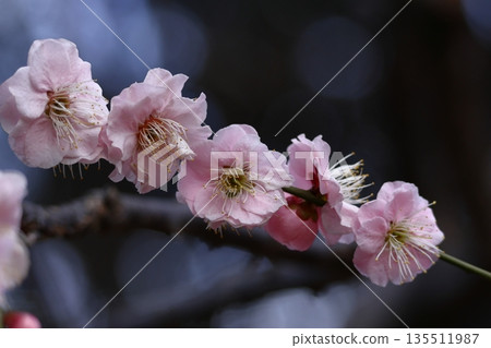 It bears the cold and blooms elegantly It bears the cold and blooms elegantly 135511987