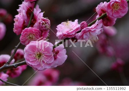 It bears the cold and blooms elegantly 135511992