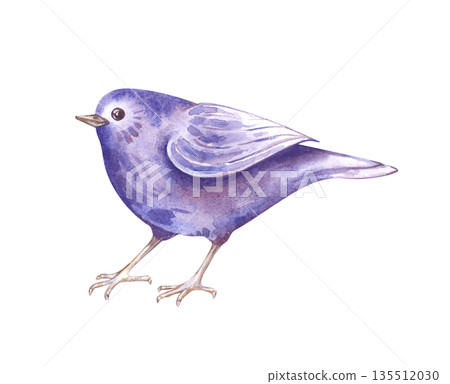 A purple little bird on thin legs on an isolated background. Watercolor illustration of a fantasy spring bird. Decorative clipart for Easter or other holidays. 135512030