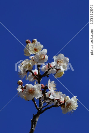 It bears the cold and blooms elegantly It bears the cold and blooms elegantly 135512042