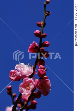 It bears the cold and blooms elegantly 135512046