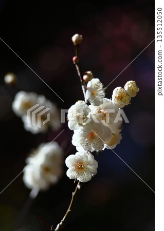 It bears the cold and blooms elegantly It bears the cold and blooms elegantly 135512050